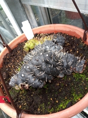 Lecanopteris carnosa