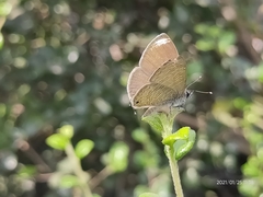 Prosotas nora ardates