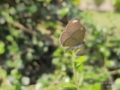 Prosotas nora ardates