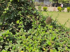 Prosotas nora ardates