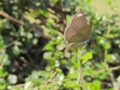 Prosotas nora ardates