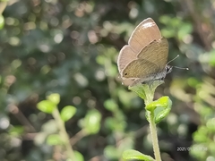 Prosotas nora ardates