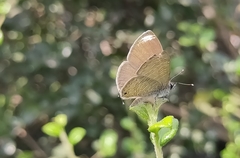 Prosotas nora ardates