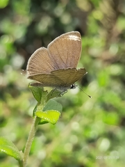 Prosotas nora ardates