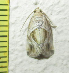 Deltote johnjoannoui