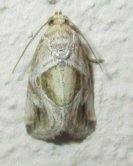 Deltote johnjoannoui