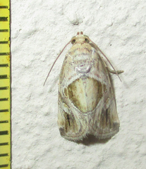 Deltote johnjoannoui