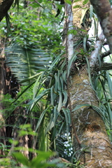 Diaphananthe fragrantissima