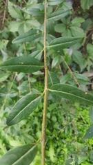 Ligustrum