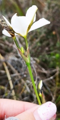 Aristea teretifolia