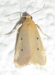 Cyana rejecta