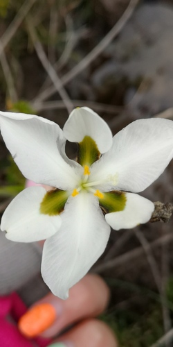 Aristea teretifolia (Aristea teretifolia)