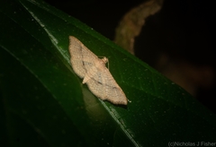 Addaea subtessellata