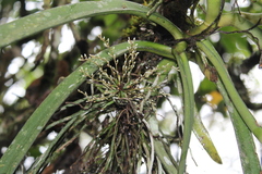 Microcoelia globulosa