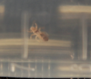 Thaumastocoris peregrinus