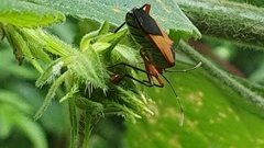 Hypselonotus bitrianguliger
