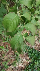 Euonymus europaeus