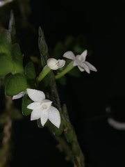 Angraecum distichum