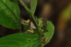 Enyalioides laticeps