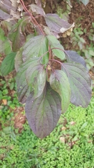 Cornus sanguinea