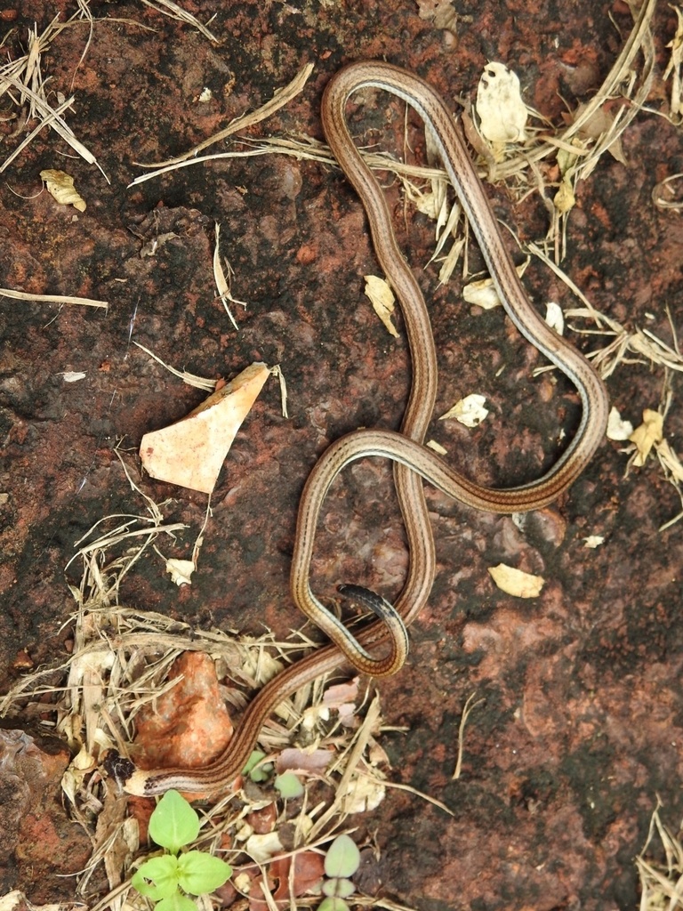 Minacu Blackhead