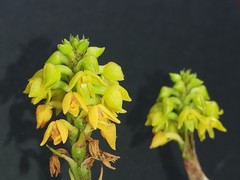 Polystachya steudneri