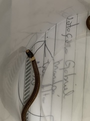 Apostolepis nelsonjorgei