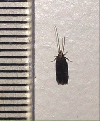 Lecithocera terrigena