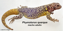 Phymaturus querque