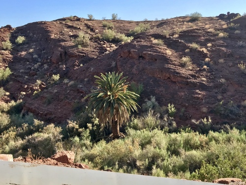 Phoenix canariensis