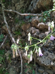 Campanula sibirica taurica