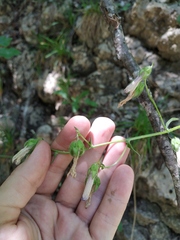 Campanula sibirica taurica