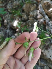 Campanula sibirica taurica