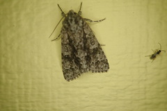 Acronicta impressa