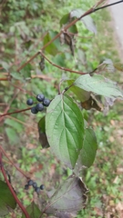 Cornus sanguinea