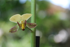 Eulophia streptopetala