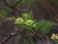 Euphorbia goyazensis