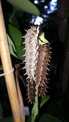 Battus polydamas