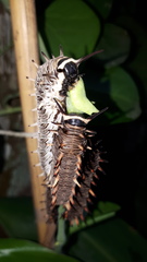 Battus polydamas