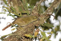 Syndactyla rufosuperciliata