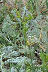 Valerianella muricata