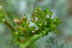 Valerianella muricata