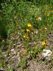 Hypericum linarioides