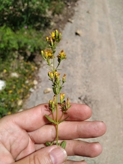 Hypericum linarioides