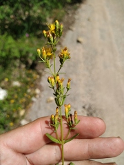 Hypericum linarioides