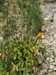 Pseudopodospermum strictum