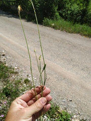 Pseudopodospermum strictum