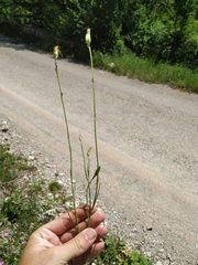 Pseudopodospermum strictum