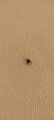 Hasarius adansoni