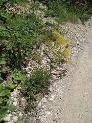 Ferulago galbanifera